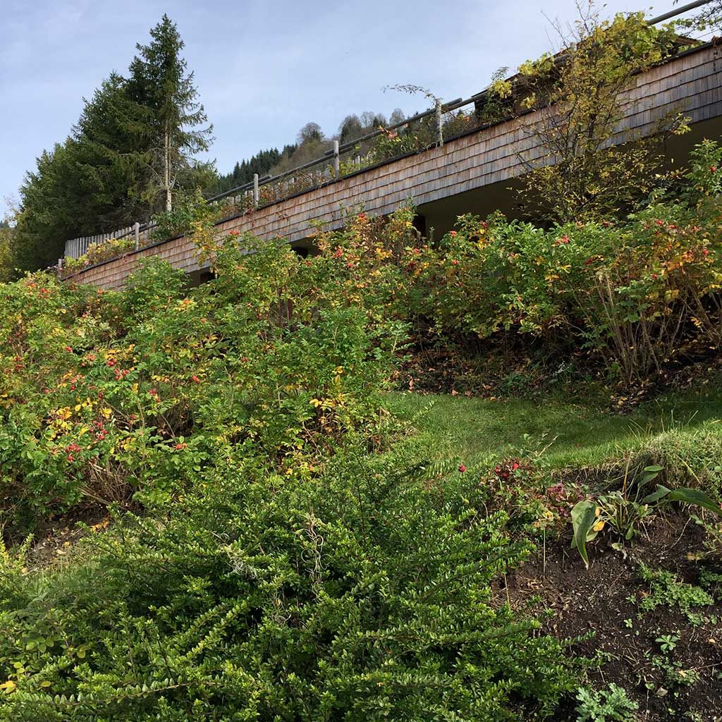 Manutenzione Il Giardiniere Terrazzi Irrigazione Potatura